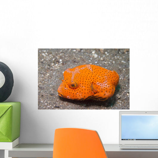Juvenile Star Puffer Arothron Wall Decal