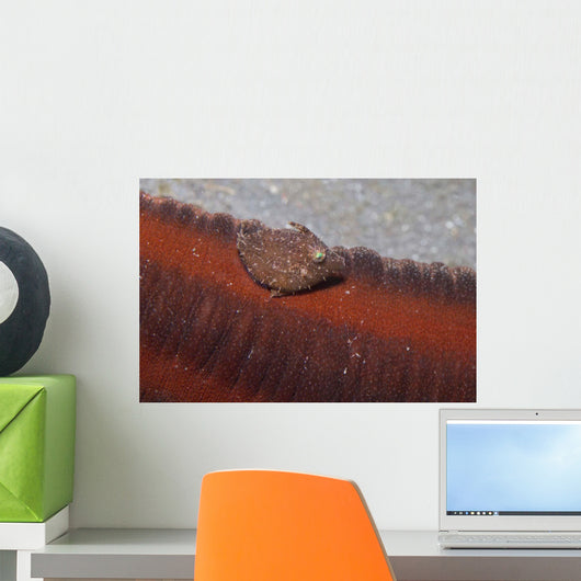 Tiny Juvenile Filefish Tries Wall Decal Design 2