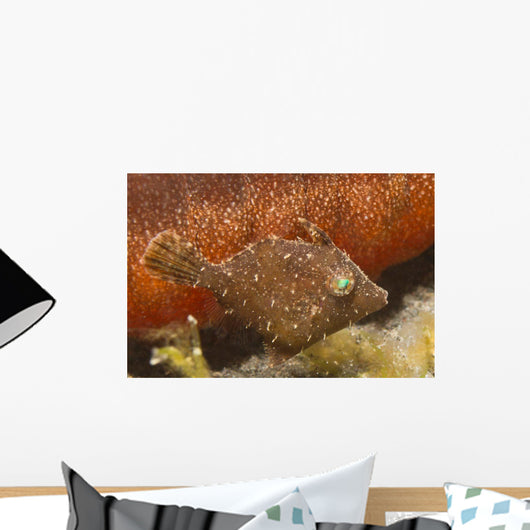 Tiny Juvenile Filefish Tries Wall Decal Design 1