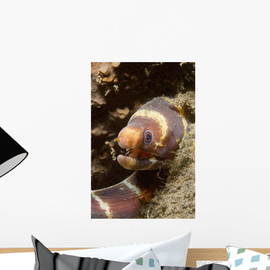 Close-up Young Barred Moray Wall Decal