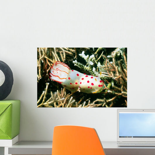 Gymnodoris Ceylonica Nudibranch Solomon Wall Decal