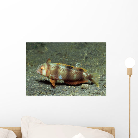 Juvenile Whitepatch Razorfish Iniistius Wall Decal