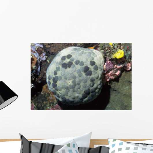 Cushion Star Culcita Novaeguieae Wall Decal