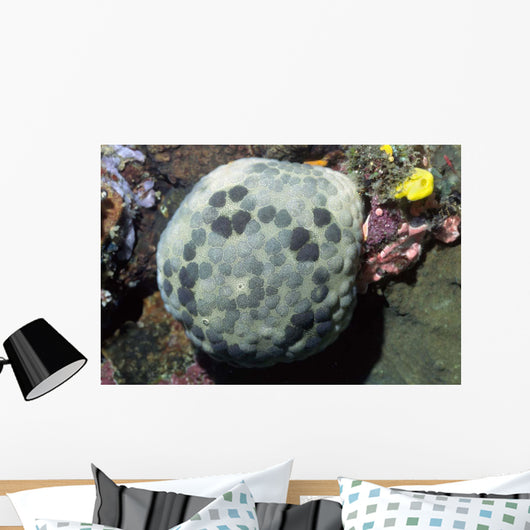 Cushion Star Culcita Novaeguieae Wall Decal