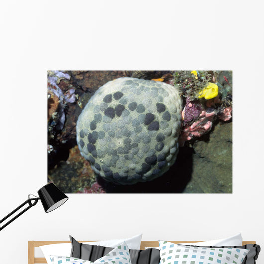 Cushion Star Culcita Novaeguieae Wall Decal