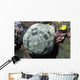 Cushion Star Culcita Novaeguieae Wall Decal