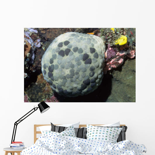Cushion Star Culcita Novaeguieae Wall Decal
