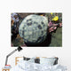 Cushion Star Culcita Novaeguieae Wall Decal