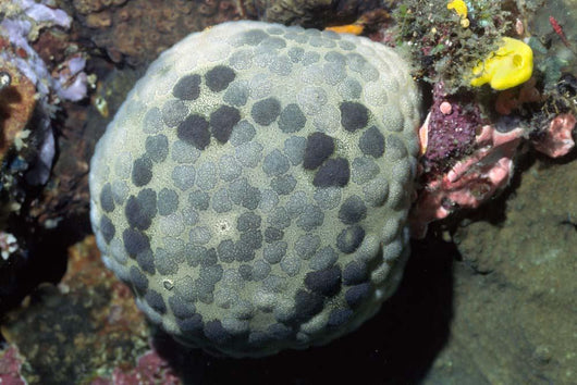 Cushion Star Culcita Novaeguieae Wall Decal