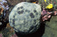 Cushion Star Culcita Novaeguieae Wall Decal