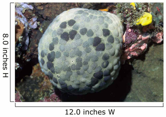 Cushion Star Culcita Novaeguieae Wall Decal