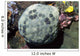 Cushion Star Culcita Novaeguieae Wall Decal