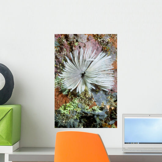Common Feather Duster Worm Wall Decal