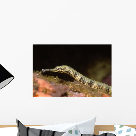 Close-up Schultz's Pipefish Corythoichtys Wall Decal