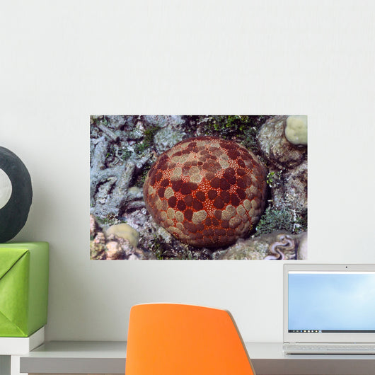 Cushion Sea Star Culcita Wall Decal