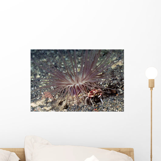 Harlequin Swimming Crab Lives Wall Decal