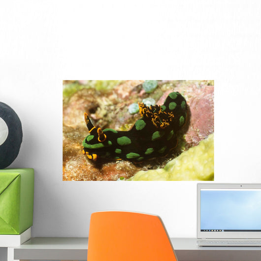 Nembrotha Kubaryana Nudibranch Solomon Wall Decal