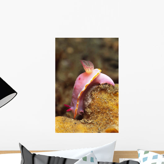 Mexichromis Mariei Nudibranch Solomon Wall Decal