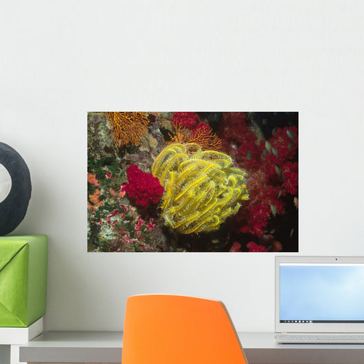 Bennett's Feather Star Oxycomanthus Wall Decal
