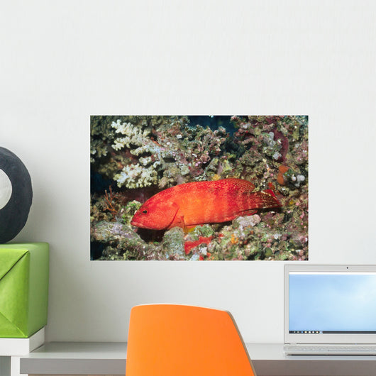 Flagtail Grouper Cephalopholis Urodeta Wall Decal