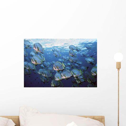 School Longfin Spadefish Platax Wall Decal