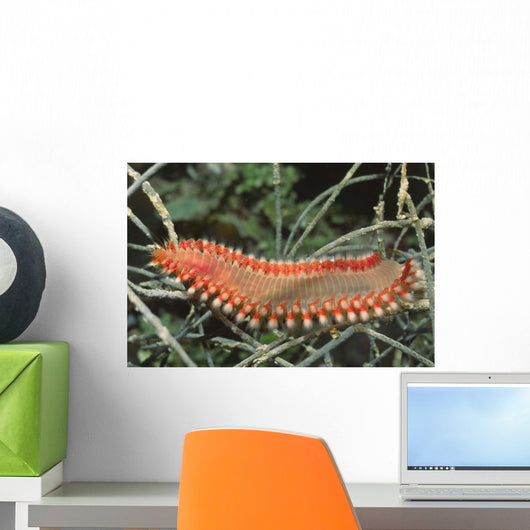 Bearded Fireworm Hermodice Carunculata Wall Decal