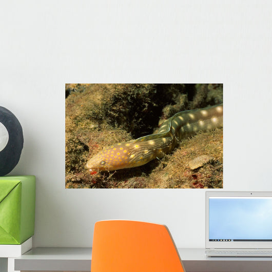Sharptail Eel Myrichthys Breviceps Wall Decal