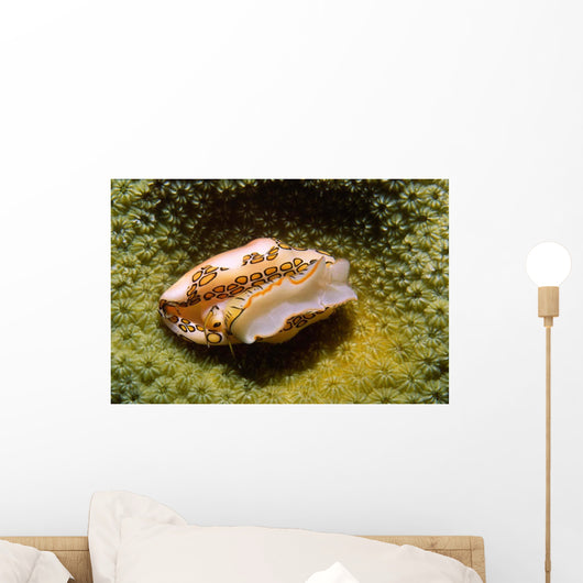 Flamingo Tongue Cowrie Cyphoma Wall Decal