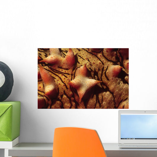 Close-up Tubercles Sea Stars Wall Decal