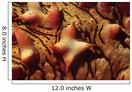 Close-up Tubercles Sea Stars Wall Decal