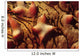 Close-up Tubercles Sea Stars Wall Decal