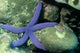 Blue Sea Star Linckia Wall Decal