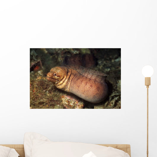 Barred-fin Moray Eel Gymnothorax Wall Decal