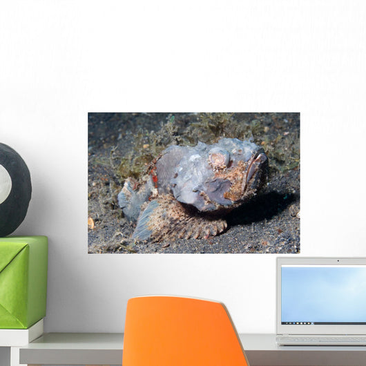 Flasher Scorpionfish Scorpaenopsis Macrochir Wall Decal