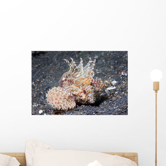 Longspine Waspfish Lembeh Strait Wall Decal