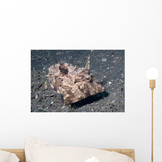 Strapweed Filefish Lembeh Strait Wall Decal Design 1