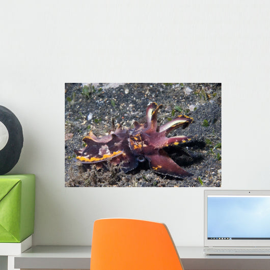 Flamboyant Cuttlefish Metasepia Pfefferi Wall Decal
