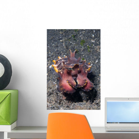 Head-on Flamboyant Cuttlefish Lembeh Wall Decal