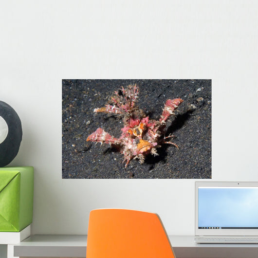 Spiny Devilfish Walks along Wall Decal