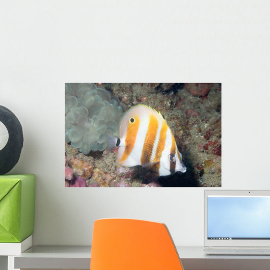 Orange-banded Coralfish Coradion Chrysozonus Wall Decal
