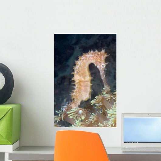 Thorny Seahorse Soft Coral Wall Decal