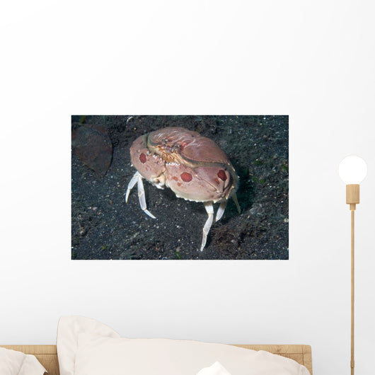 Box Crab Calappa Philargius Wall Decal Design 2