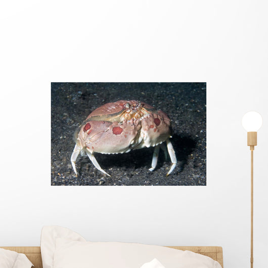 Box Crab Calappa Philargius Wall Decal Design 1