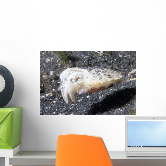 Papuan Cuttlefish Sepia Papuensis Wall Decal