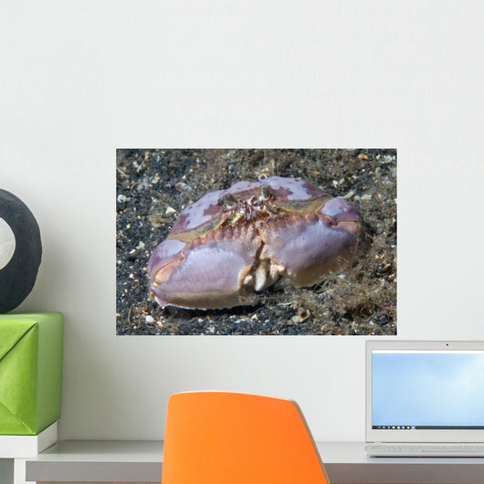 Box Crab Rests Ocean Wall Decal