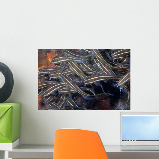 School Juvenile Striped Catfish Wall Decal