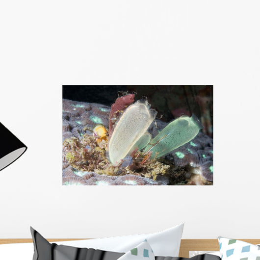 Tunicates Also Known as Wall Decal