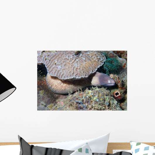 White-eyed Moray Eel Sidereal Wall Decal Design 2