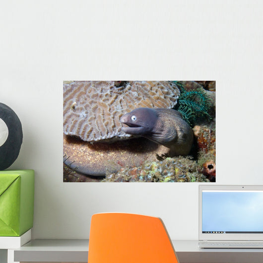 White-eyed Moray Eel Sidereal Wall Decal Design 1