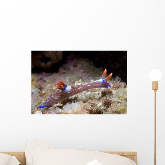 Nembrotha Purpureolineata Nudibranch Lembeh Wall Decal